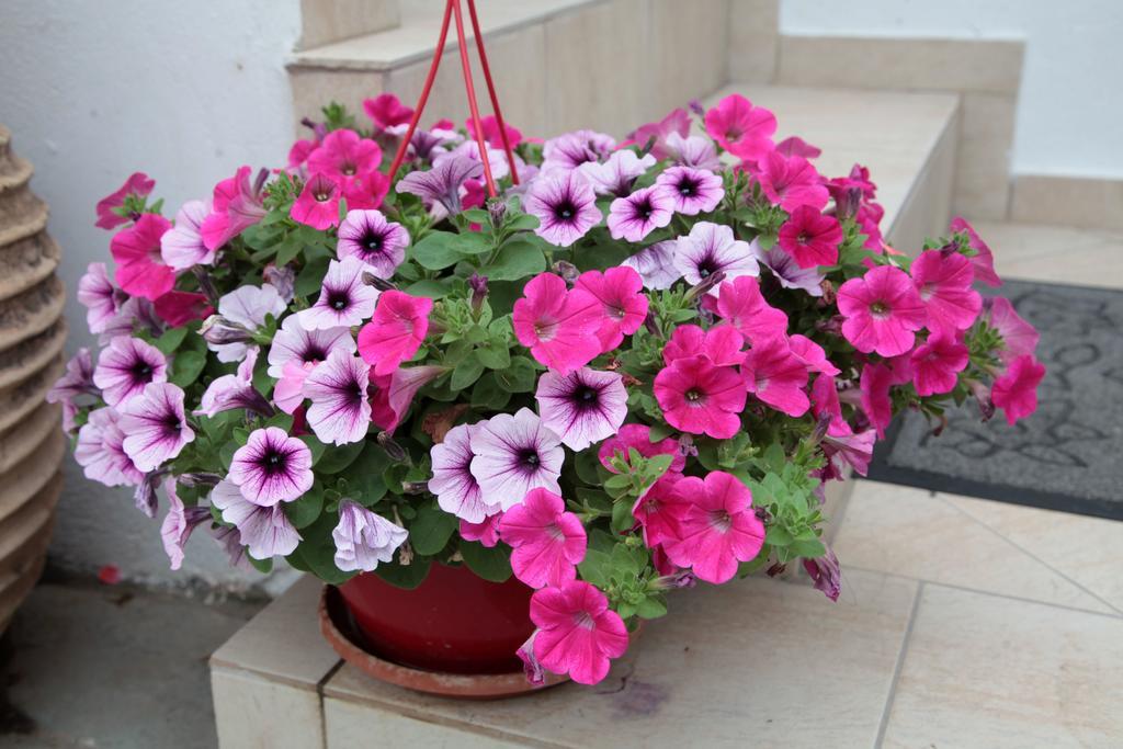 אגיה רומלי Paralia Guest House מראה חיצוני תמונה